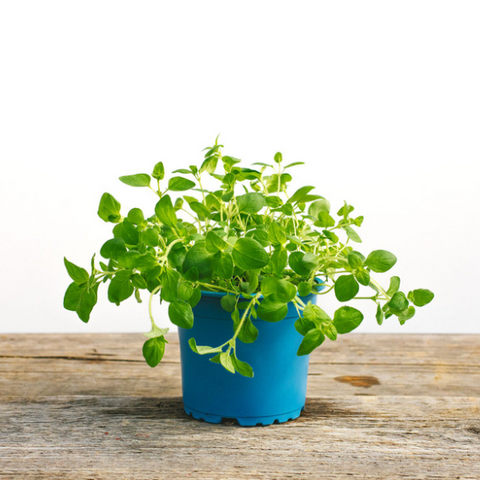 Luomu oregano ruukussa